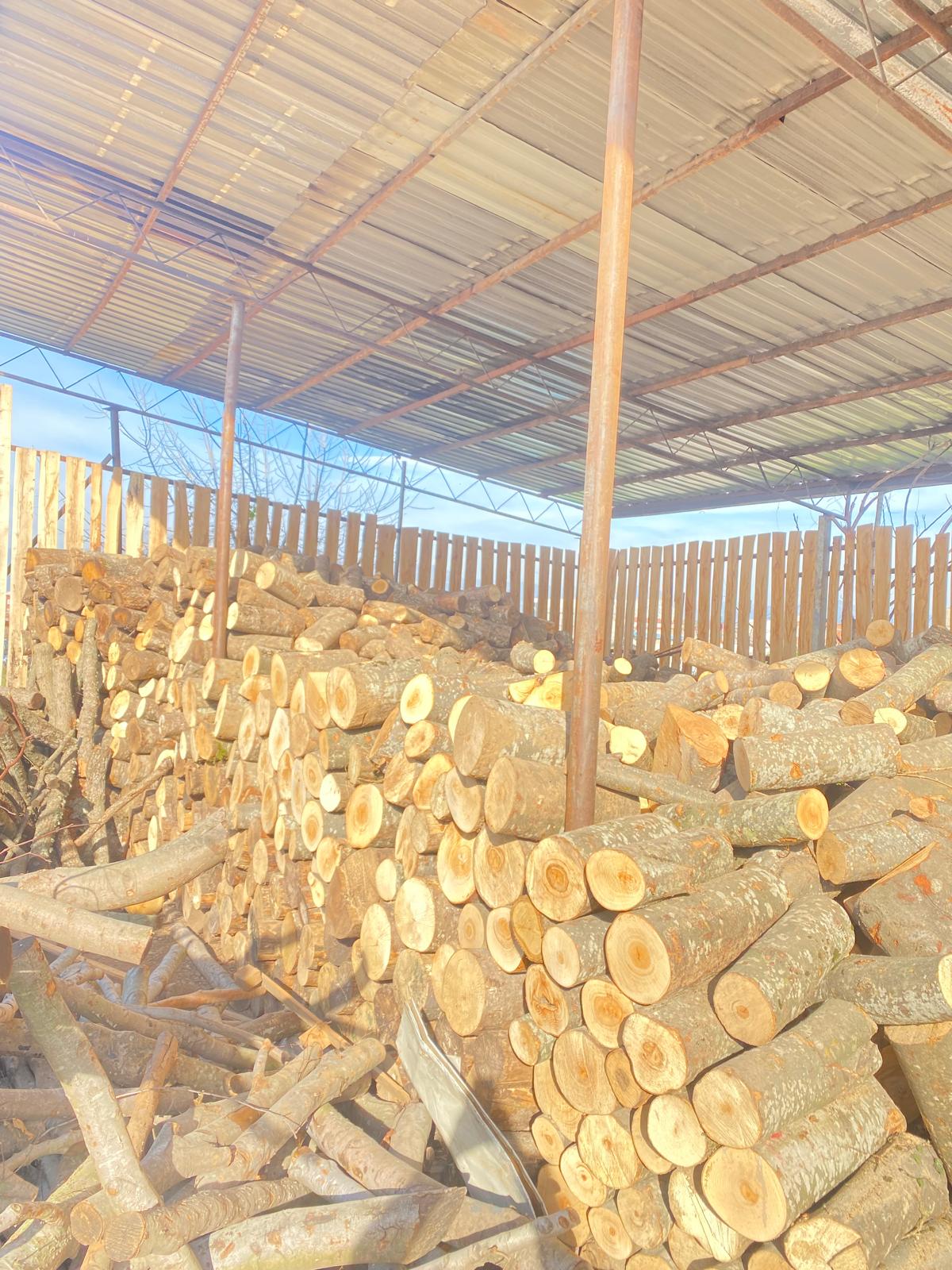 Yarma öncesi boylanmış yakacak odunlar