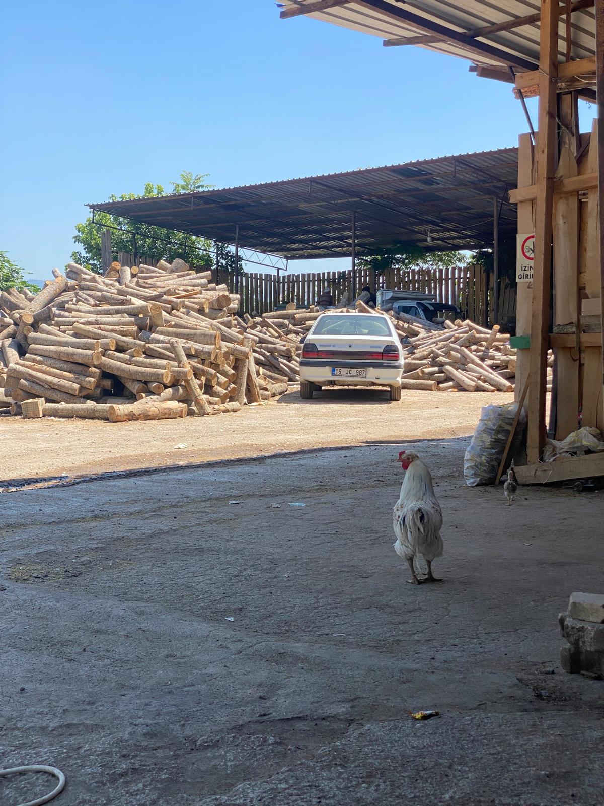 Açık havada güneş yardımı ve rüzgar ile kütüklerin kuruma süreci