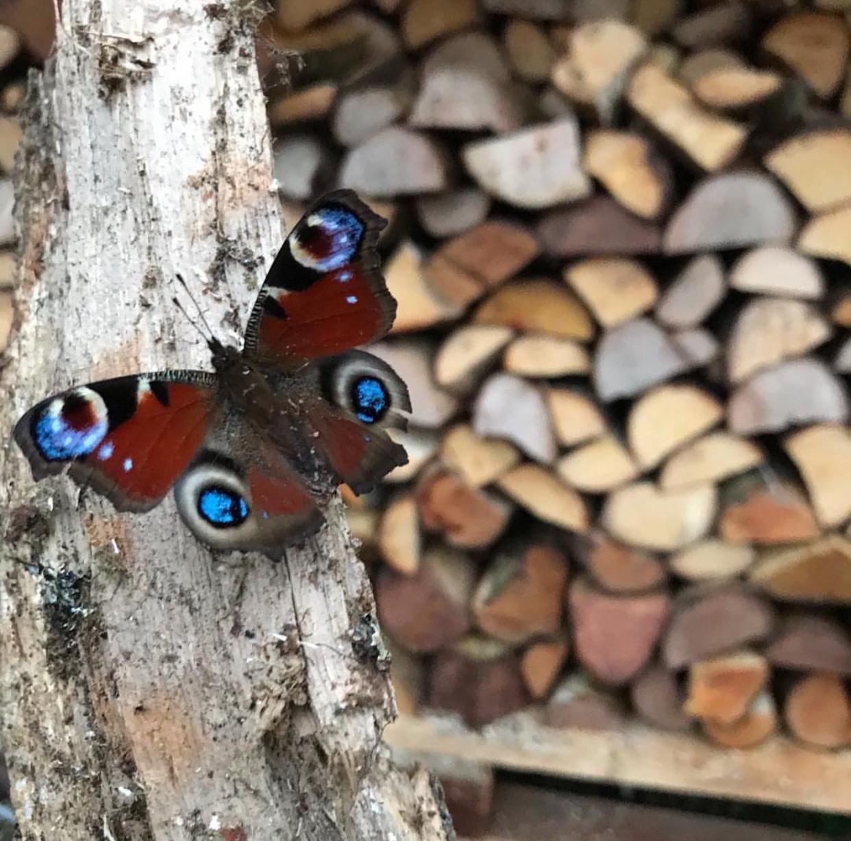 en kaliteli ve yanma verimlilikli odun ve odun kömürleri